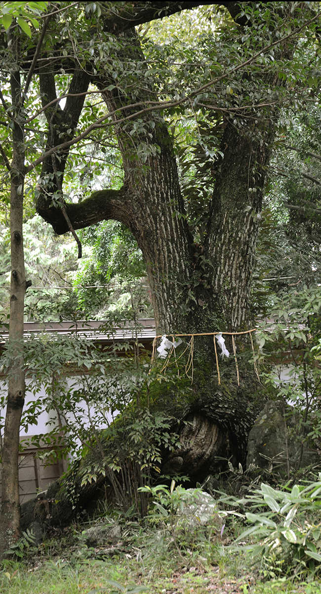 愛知 豊橋　賀茂神社　御神木「大楠」